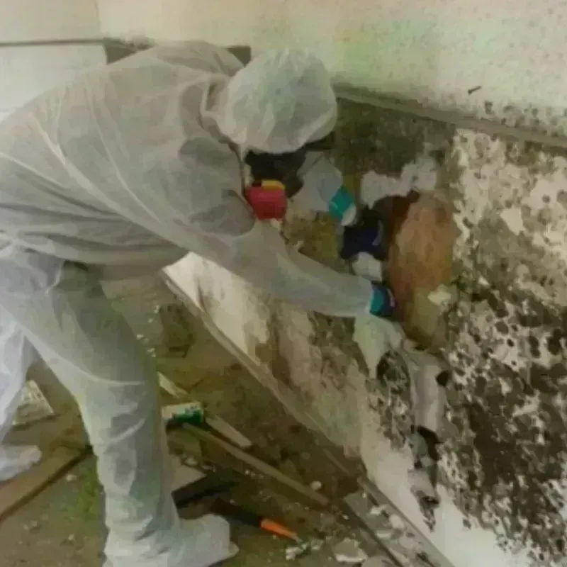 Mold Remediation and Removal in New Waverly, TX